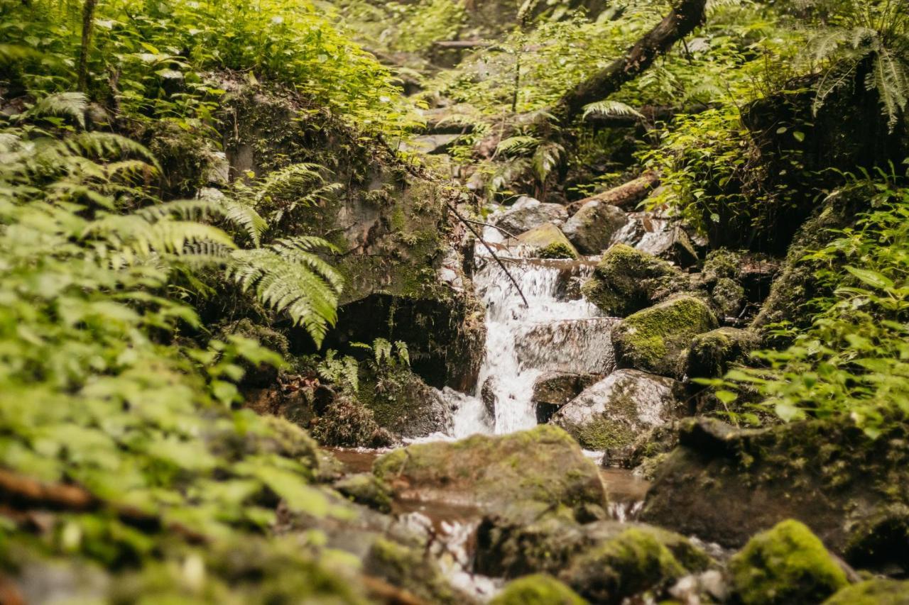 Mount Sheba Rainforest Hotel & Resort Pilgrimʼs Rest エクステリア 写真